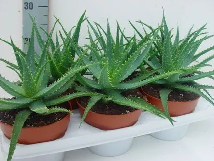 Hogyan terjednek aloe dugványok otthon, a gyerekek, a mag (a gyerekek) Hogyan terjednek aloe dugványok otthon körülmények között, a gyermekek, a magok