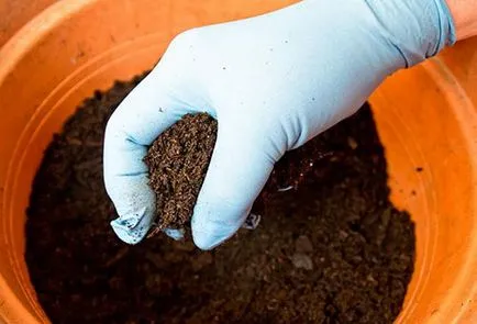 Ahogy ültetési póréhagyma palántákat a magokat ültetés előtt a nyílt terepen (leszállás) Hogyan ültetni póréhagyma palántákat a magokat ültetés előtt a nyílt terepen