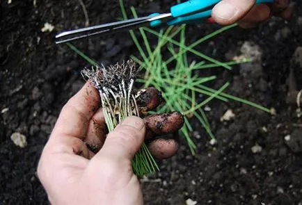 Ahogy ültetési póréhagyma palántákat a magokat ültetés előtt a nyílt terepen (póréhagyma) Hogyan ültetni póréhagyma palántákat a magokat ültetés előtt a nyílt terepen