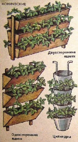Növekvő földieper dobozok Növekvő földieper dobozok