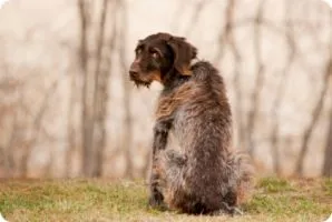 Elosztása, hogy a kutya