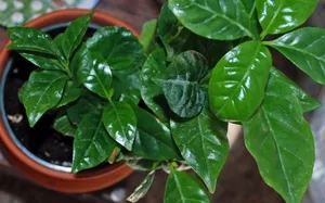 Arabica kávé otthoni gondozást