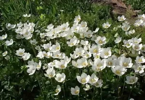 Mi a növény Anemone