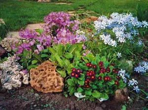 Mi a növény Phlox