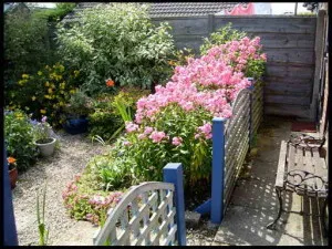 Mi a növény Phlox