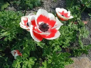 Mi a növény Anemone