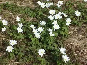 Mi a növény Anemone