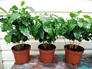 Arabica kávé otthoni gondozást