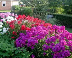 Mi a növény Phlox