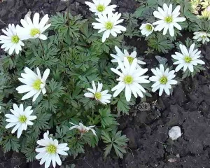 Mi a növény Anemone