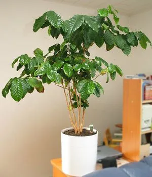 Arabica kávé otthoni gondozást