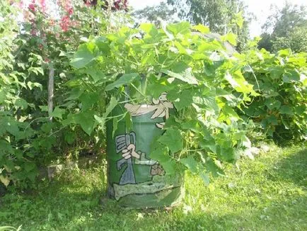 Barrel uborka Barrel uborka