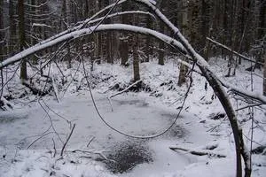Hogyan készítsünk egy hurkot a nyúl, a jávorszarvas és a vaddisznó kezével