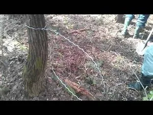 Hogyan készítsünk egy hurkot a nyúl, a jávorszarvas és a vaddisznó kezével