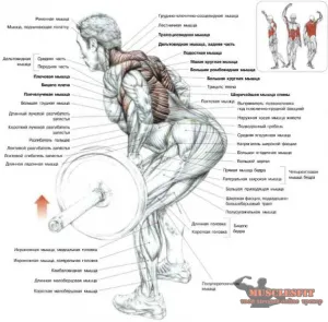Hogyan, hogy a hátsó szélesebb vagy a titka a széles hátán, musclesfit (hogyan vissza szélesebb) Hogyan, hogy a hátsó szélesebb vagy a titka a széles hátán, musclesfit