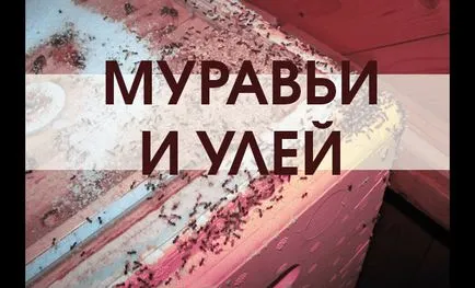 Hogyan készítsünk egy keretet a kaptárak otthon