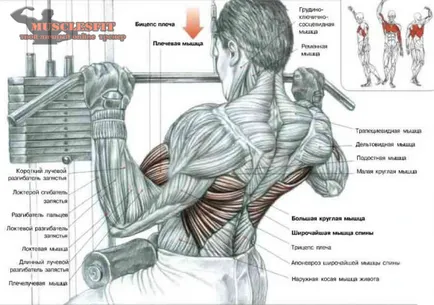 Hogyan, hogy a hátsó szélesebb vagy a titka a széles hátán, musclesfit (pull) Hogyan, hogy a hátsó szélesebb vagy a titka a széles hátán, musclesfit