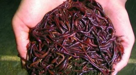 Hogyan kell tartani a trágya férgek halászat (trágya férgek) Hogyan kell tartani a trágya férgek halászati