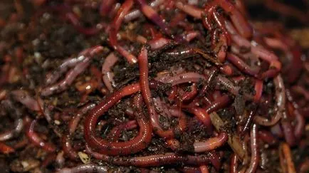 Hogyan tartsuk férgek télen