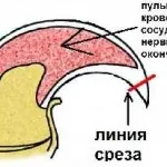 Hogyan lehet csökkenteni a macska otthon, írógép, olló, egy fotó és videó ollóval macskák és a macska alatt (cut) Hogyan lehet csökkenteni a macska otthon, írógép, olló, egy fotó és videó ollóval macskák és a macska alatt