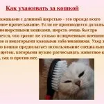 Hogyan lehet csökkenteni a macska otthon, írógép, olló, egy fotó és videó ollóval macskák és a macska alatt (cut) Hogyan lehet csökkenteni a macska otthon, írógép, olló, egy fotó és videó ollóval macskák és a macska alatt
