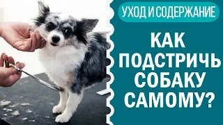 Hogyan lehet csökkenteni Chihuahua leírás