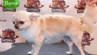 Hogyan lehet csökkenteni Chihuahua leírás