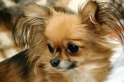 Hogyan vágni egy chihuahua
