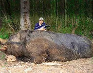 Hogyan megölni egy vaddisznó válasz itt! (Kill) Hogyan megölni egy vaddisznó válasz itt!