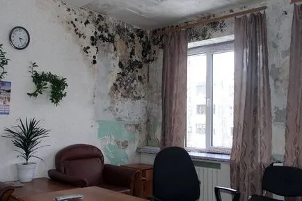 Hogyan lehet eltávolítani a gomba a falakon egy műveletsor, az eszközöket (falak) Hogyan lehet eltávolítani a gomba a falakon egy műveletsor, eszközök