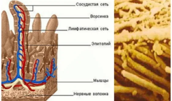 Hogyan lehet eltávolítani a hajat nosu- leghatékonyabb módja (hogyan kell eltávolítani szőr az orrát a leghatékonyabb módja a növekvő női lány izbavitsya tiszta szőrtelenítés epilálás gép eszköz trimmer fodrász fotók, videók) Hogyan lehet eltávolítani a hajat a leghatékonyabb módja nosu-