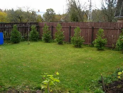 Hogyan kell root ágak Arborvitae kornevin nem segít - szakértői válaszok