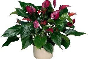 Hogyan törődik Anthurium otthon