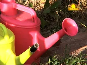 Hogyan törődik Victoria ültetés, locsolás és a termékenyítő