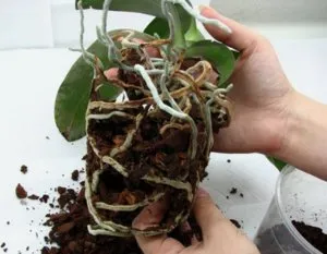 Hogyan törődik orchidea termelők tippeket