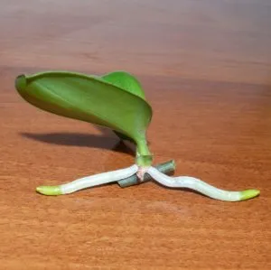 Hogyan törődik orchidea termelők tippeket