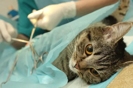 Hogyan kell szedni a macska sterilizálás után 1 (ellátás) Hogyan kell szedni a macska sterilizálás után 1