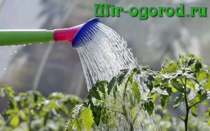 Hogyan törődik a paradicsom jó termés