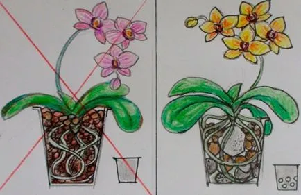 Hogyan törődik orchidea termelők tippeket