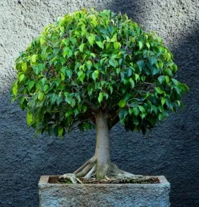 Ficus terménynyilatkozatán Ficus terménynyilatkozatán