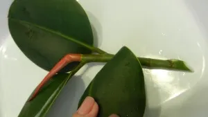 Ficus terménynyilatkozatán Ficus terménynyilatkozatán