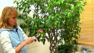 Ficus terménynyilatkozatán Ficus terménynyilatkozatán