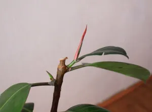 Ficus terménynyilatkozatán Ficus terménynyilatkozatán