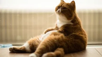 Breed egzotikus rövidszőrű macskák Breed egzotikus rövidszőrű macskák