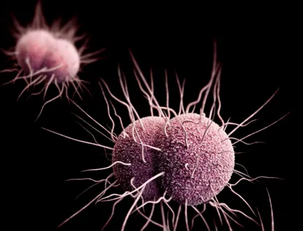 Chlamydia és a terhesség kezelés Chlamydia és a terhesség kezelés