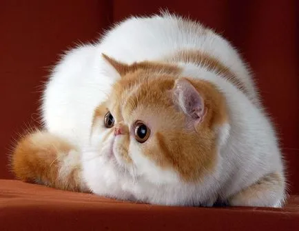 Breed egzotikus rövidszőrű macskák Breed egzotikus rövidszőrű macskák