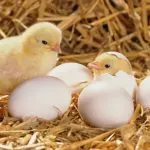 Amint a kikelt csibék az otthon szülés texte apró csaj (csirke) Hogyan kelnek csirkék otthon részletes leírása a születés egy apró csaj