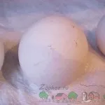 Hogyan kelnek csibék fotó és videó felülvizsgálat