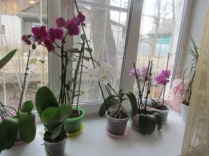 Hogyan növekszik orchideák otthoni gondozás ajánlások egy növény (otthon) Hogyan növekszik orchideák otthoni gondozás ajánlások egy növény