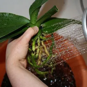 Hogyan növekszik orchideák otthoni gondozás ajánlások egy növény (otthon) Hogyan növekszik orchideák otthoni gondozás ajánlások egy növény